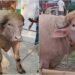 Buffaloes Named ‘Donald Trump & Benjamin Netanyahu’ Go Viral In Bangladesh