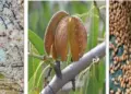 Govt Launches Pilot Project to Revive Kashmir’s Almond Industry