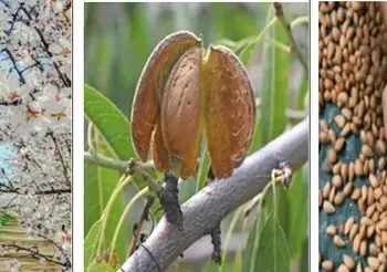Govt Launches Pilot Project to Revive Kashmir’s Almond Industry