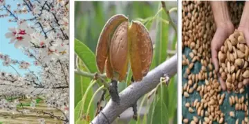 Govt Launches Pilot Project to Revive Kashmir’s Almond Industry
