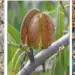 Govt Launches Pilot Project to Revive Kashmir’s Almond Industry
