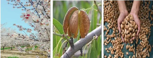 Govt Launches Pilot Project to Revive Kashmir’s Almond Industry